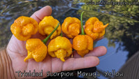 Trinidad Scorpion Moruga Yellow - Pepper Seeds - White Hot Peppers